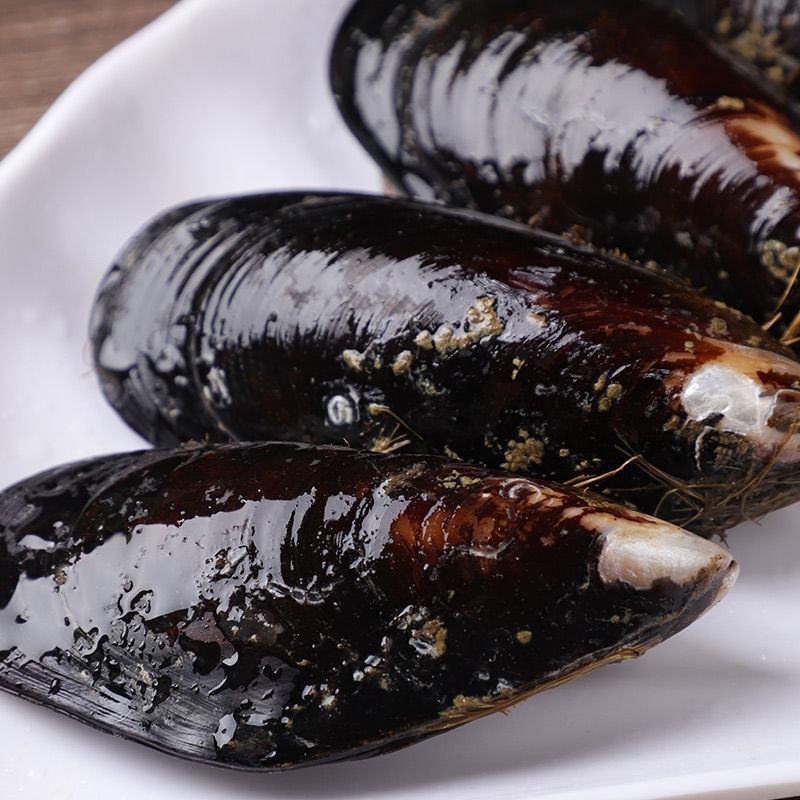 鲜活特大青口贝新鲜大海虹淡菜贻贝贝类水产10斤装