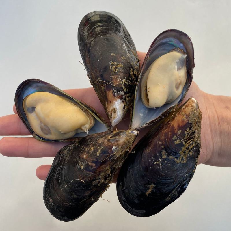 鲜活特大青口贝新鲜大海虹淡菜贻贝贝类水产10斤装