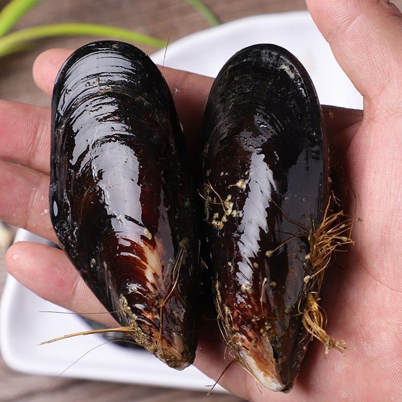 鲜活特大青口贝新鲜大海虹淡菜贻贝贝类水产10斤装