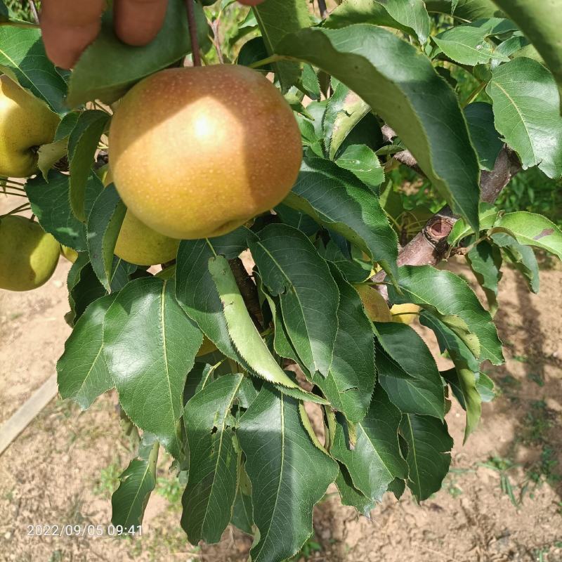 辽宁北镇苹果梨