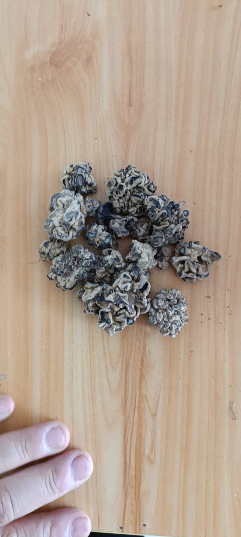 猴脑菇核桃菌参花菌海参菇人参菇干货玛卡菌