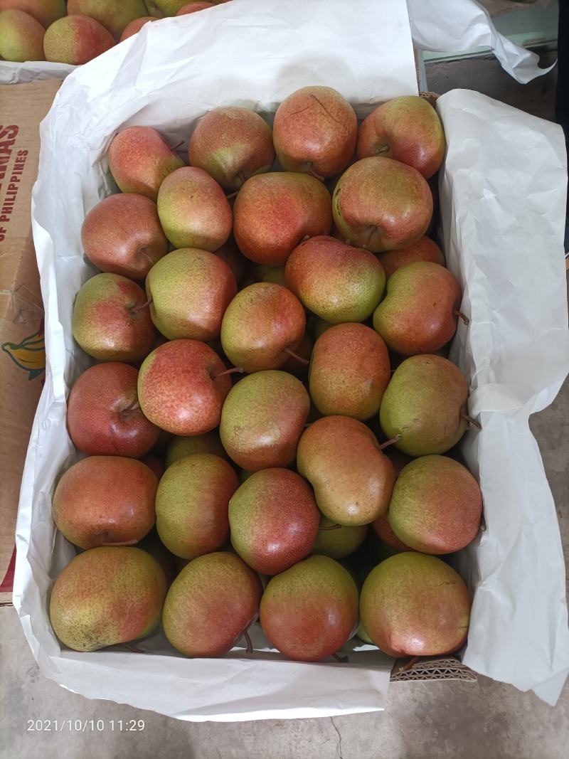 辽宁北镇苹果梨