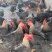 芦花鸡