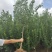 蜂糖李子苗