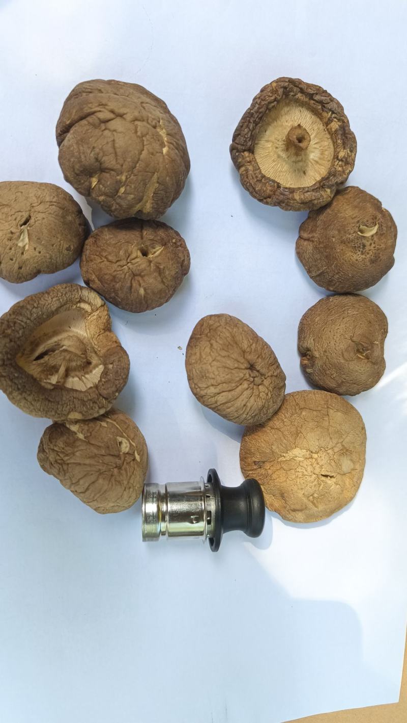 新货干香菇干货花菇商用特级无根椴木小香茹蘑菇冬菇干蘑菇小