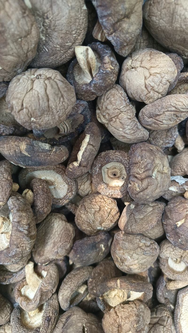新货干香菇干货花菇商用特级无根椴木小香茹蘑菇冬菇干蘑菇小