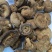 新货干香菇干货花菇商用特级无根椴木小香茹蘑菇冬菇干蘑菇小