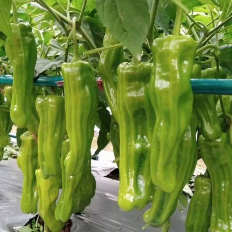 大家族精质018薄皮泡椒种子黄皮大果椒辣椒种子微辣种子