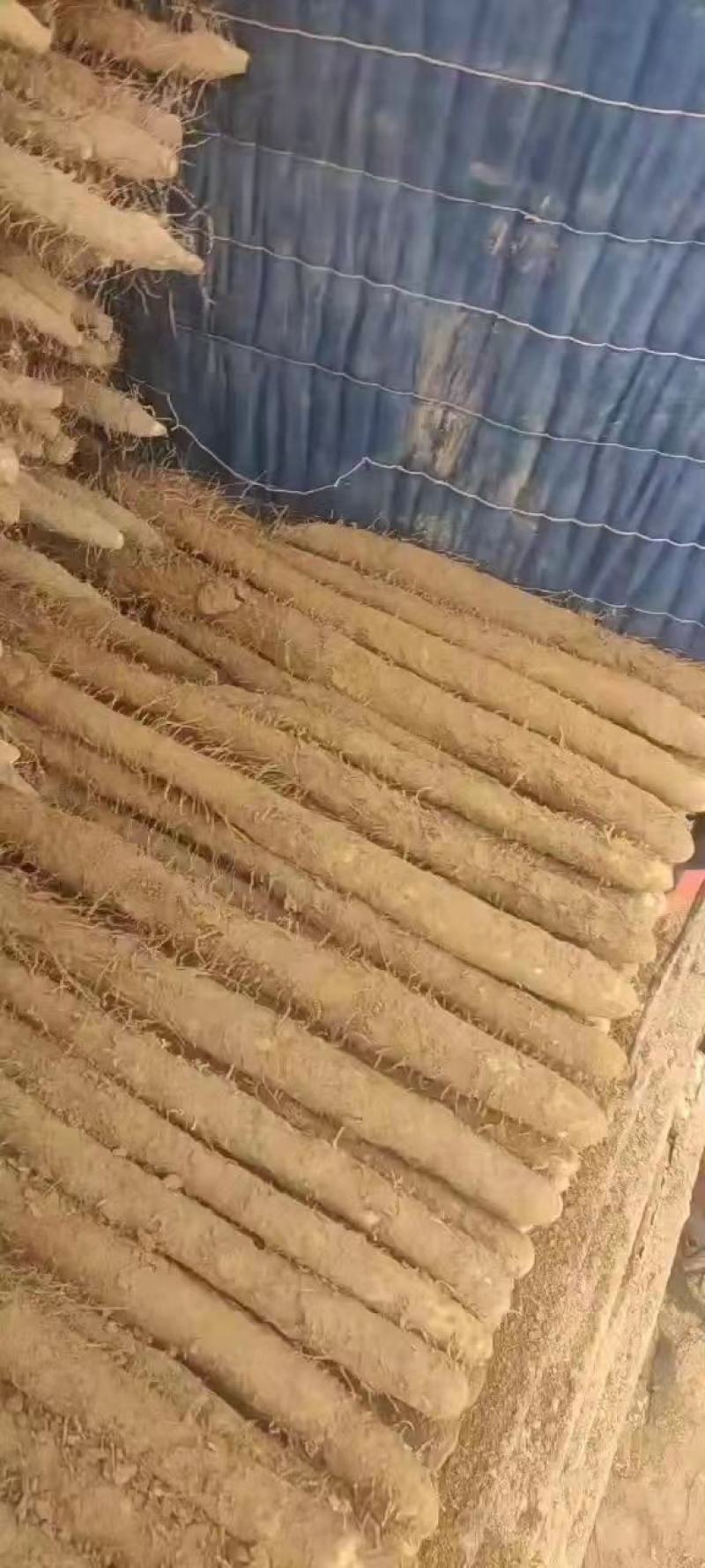 饶阳山药小白嘴山药产地专业团队代办条形直协助包装口感面甜