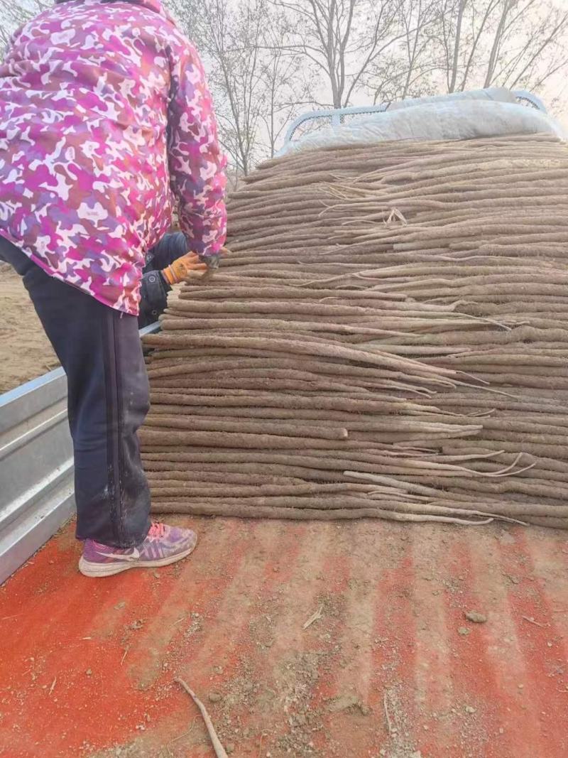 饶阳山药小白嘴山药产地专业团队代办条形直协助包装口感面甜