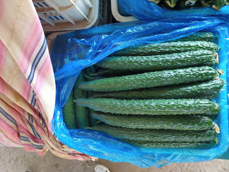 山东莘县黄瓜基地常年供应黄瓜。欢迎全国各地老板前来考察。
