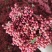 大红袍花椒，干花椒，本品种又名八月炸，味道又香又麻。