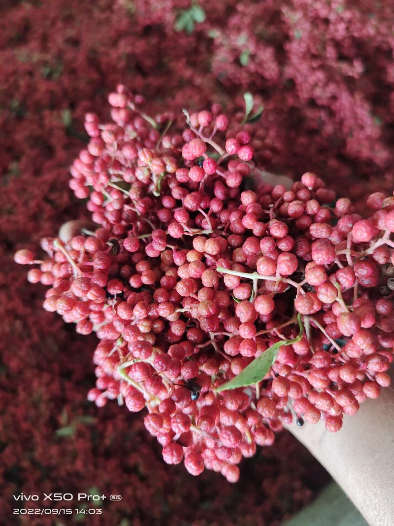大红袍花椒，干花椒，本品种又名八月炸，味道又香又麻。