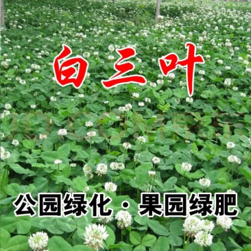 进口白三叶草种子红三叶草籽护坡草坪四季果园绿肥牧草多年生