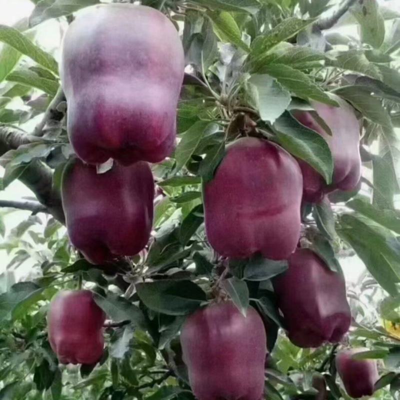 甘谷，高海拔花牛苹果优质万亩基地