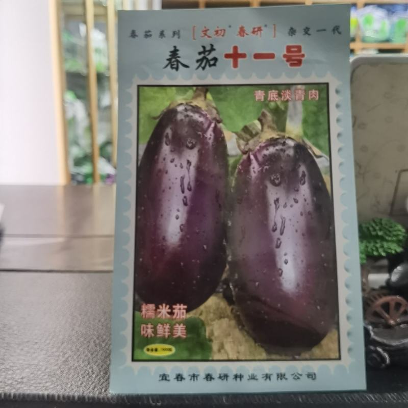 文初春茄十一号糯米茄茄子种子紫红茄粗短棒型农户大面积用种