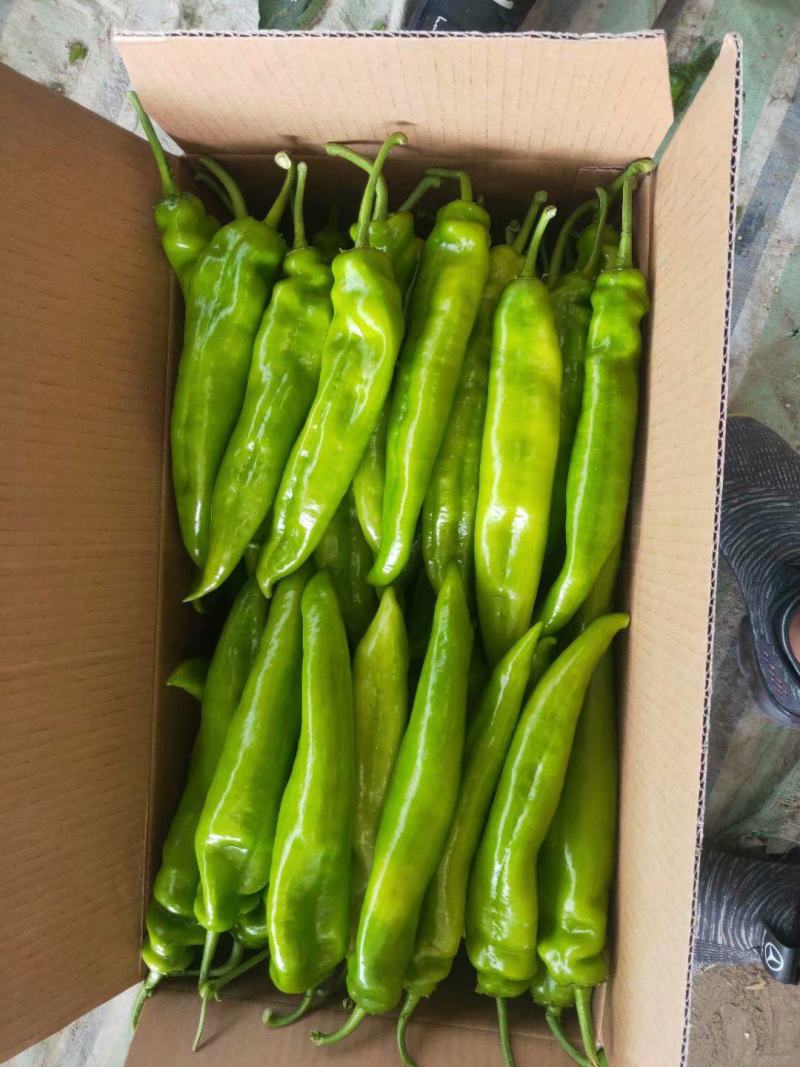 黄皮尖椒大量上市质量好有亮度中辣黄皮产地代办