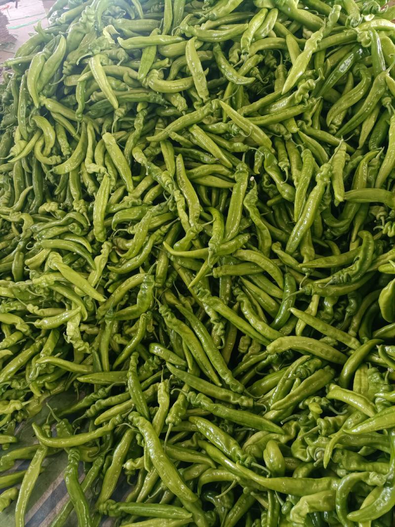 黄皮尖椒大量上市质量好有亮度中辣黄皮产地代办