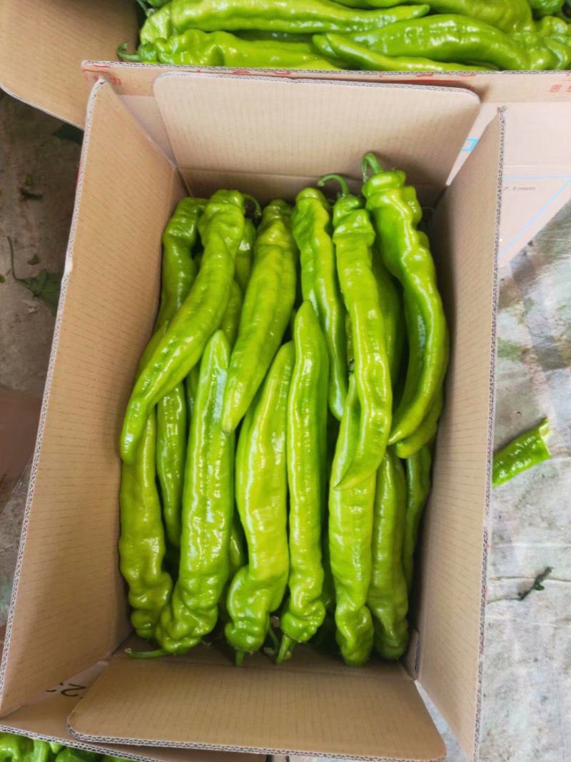黄皮尖椒大量上市质量好有亮度中辣黄皮产地代办