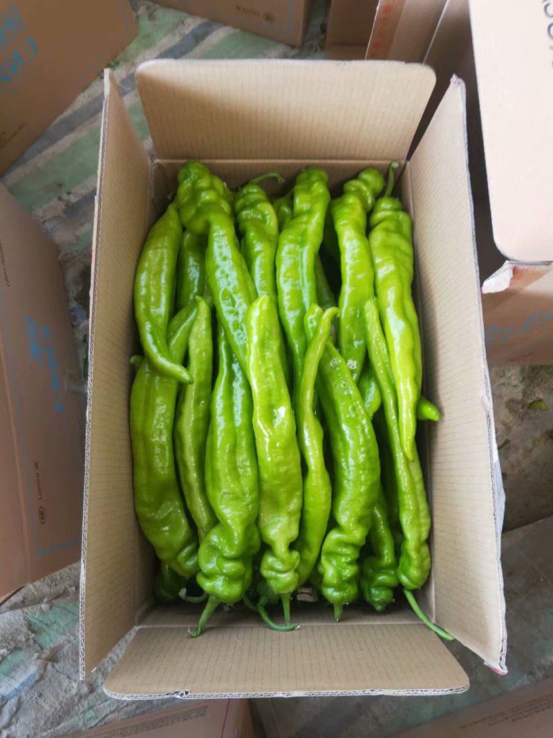 黄皮尖椒大量上市质量好有亮度中辣黄皮产地代办