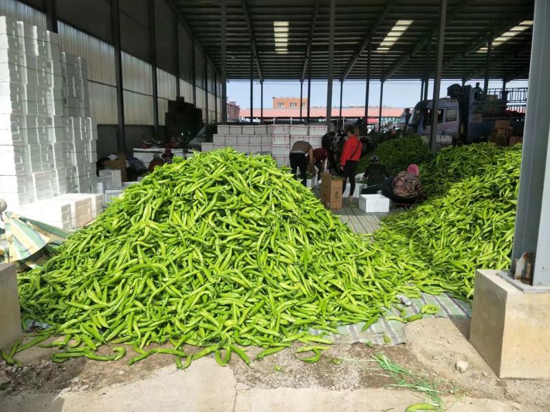 黄皮尖椒大量上市质量好有亮度中辣黄皮产地代办