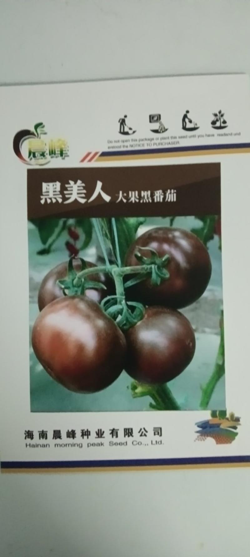 黑美人大果紫黑色番茄品种，美观特色，营养价值高，高产，