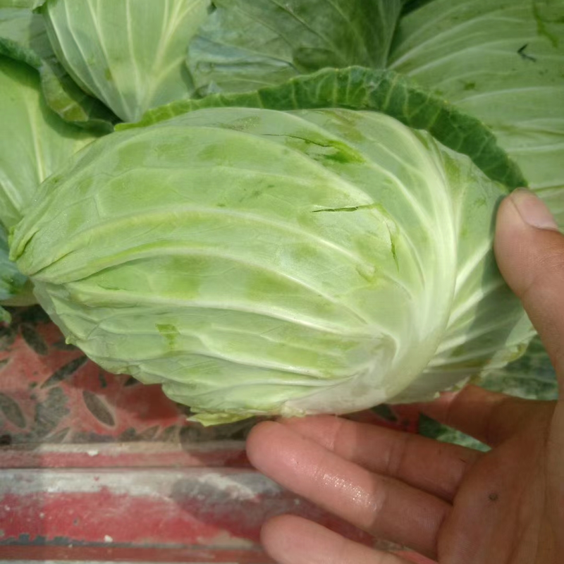 精品墨玉50.60扁包菜厚叶质量好个头大产地直发承接商超