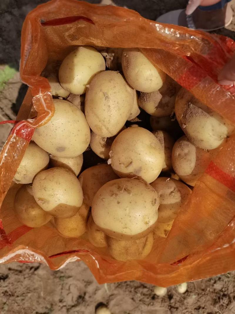 陕西精品V7土豆大量上市货源充足产地直发欢迎来电