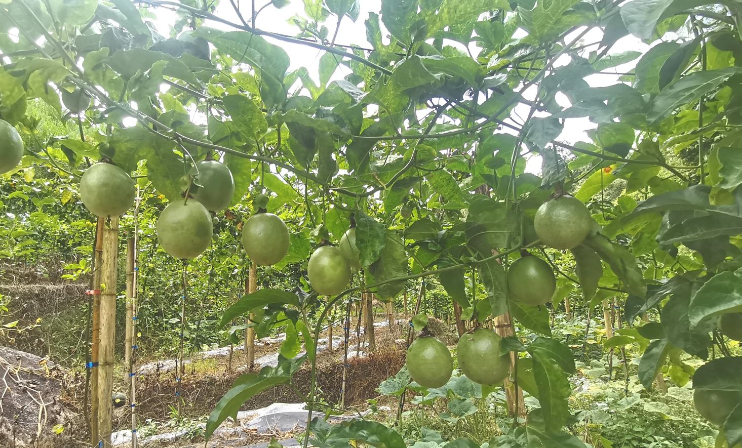 展示台农一号大青芒在果园中的种植状态,果树整齐排列,果农正在采摘果实 台农一号果园种植场景