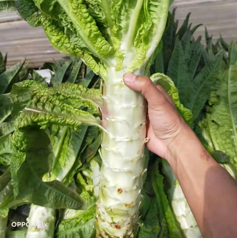 【商超品质】红莴笋手货源全国供应笋肉脆厚口感好可对接商超