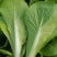 精品毛白菜大量有货各种规格量大从优欢迎选购