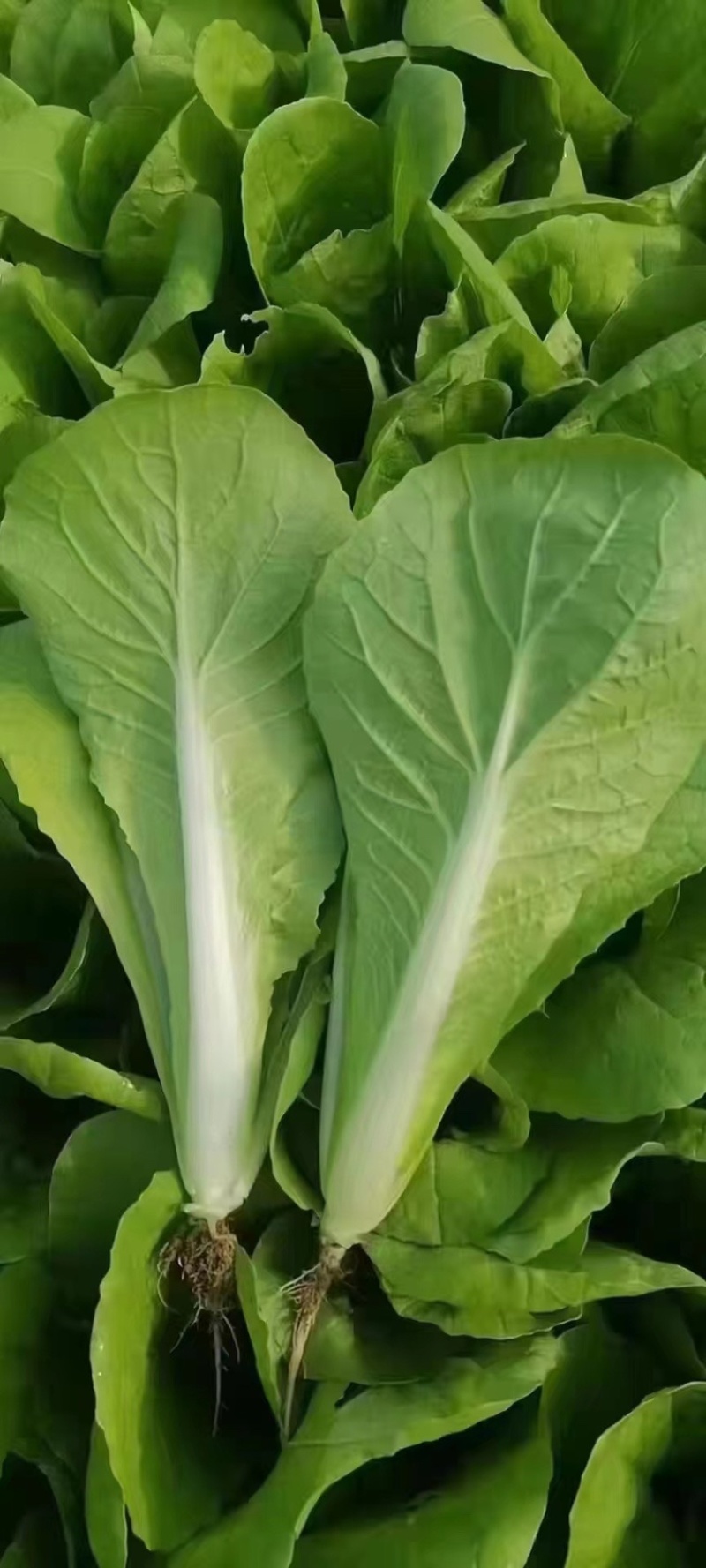 精品毛白菜大量有货各种规格量大从优欢迎选购