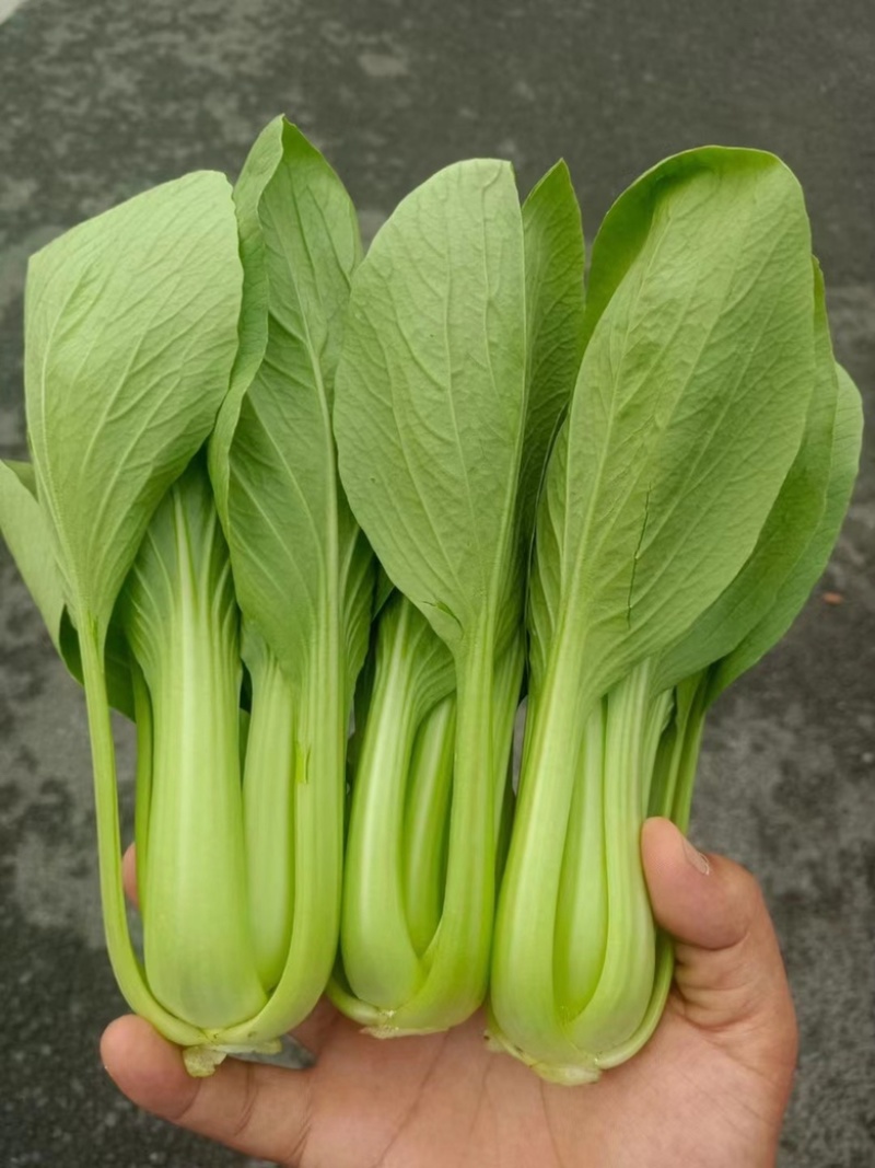 精品毛白菜大量有货各种规格量大从优欢迎选购