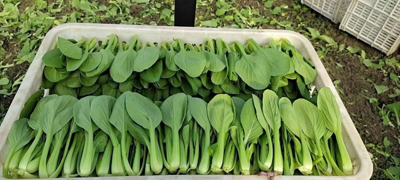 精品毛白菜大量有货各种规格量大从优欢迎选购