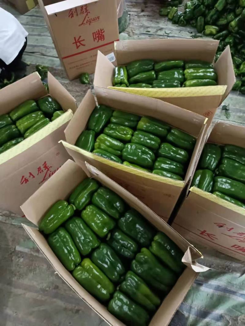 长方椒大量上市太空椒质量好有亮度产地直发