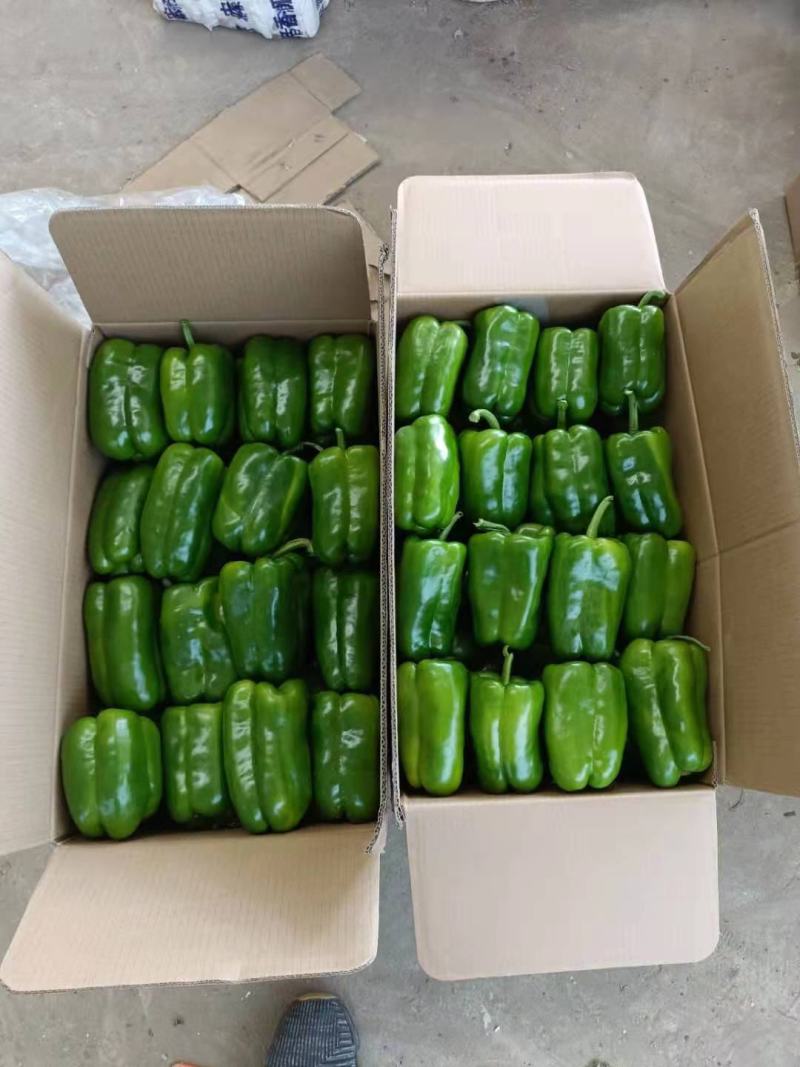 长方椒大量上市太空椒质量好有亮度产地直发