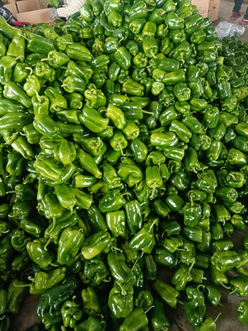 长方椒大量上市太空椒质量好有亮度产地直发