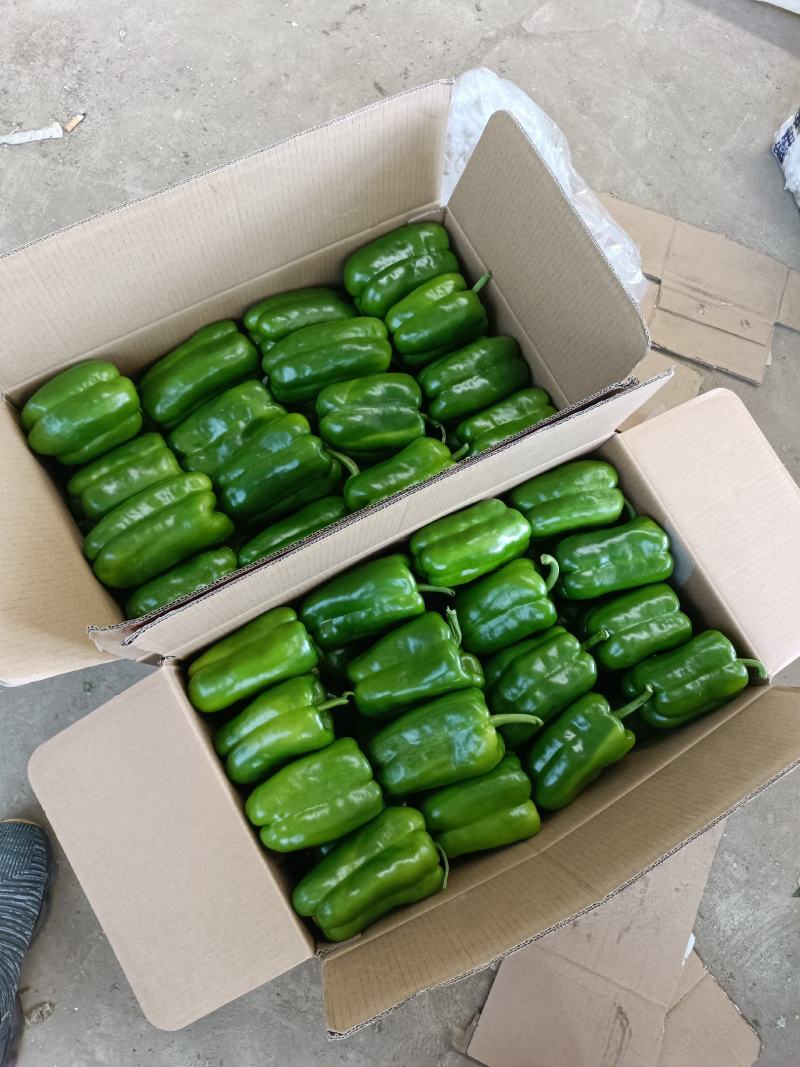 长方椒大量上市太空椒质量好有亮度产地直发