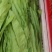 油麦菜产地直发大量上市质量保证实地看货长期合作