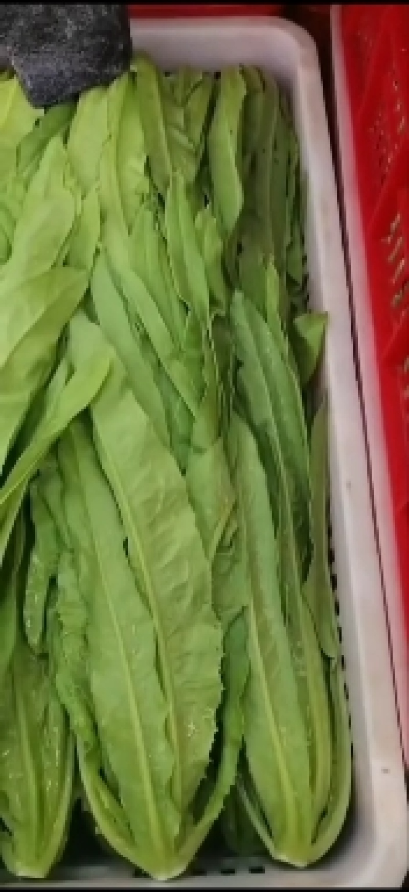 油麦菜产地直发大量上市质量保证实地看货长期合作