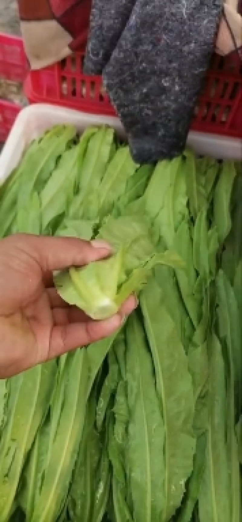 油麦菜产地直发大量上市质量保证实地看货长期合作