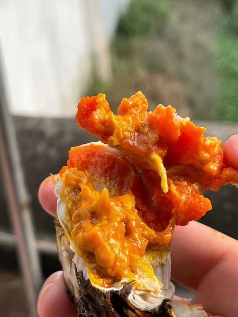 精品优质大闸蟹，河蟹，产地直发，阳澄湖直发