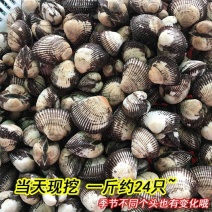 新鲜鲜活毛蛤蜊毛蚶海捕银蚶血蛤青岛海鲜贝类海鲜水产