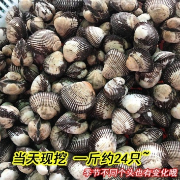 新鲜鲜活毛蛤蜊毛蚶海捕银蚶血蛤青岛海鲜贝类海鲜水产