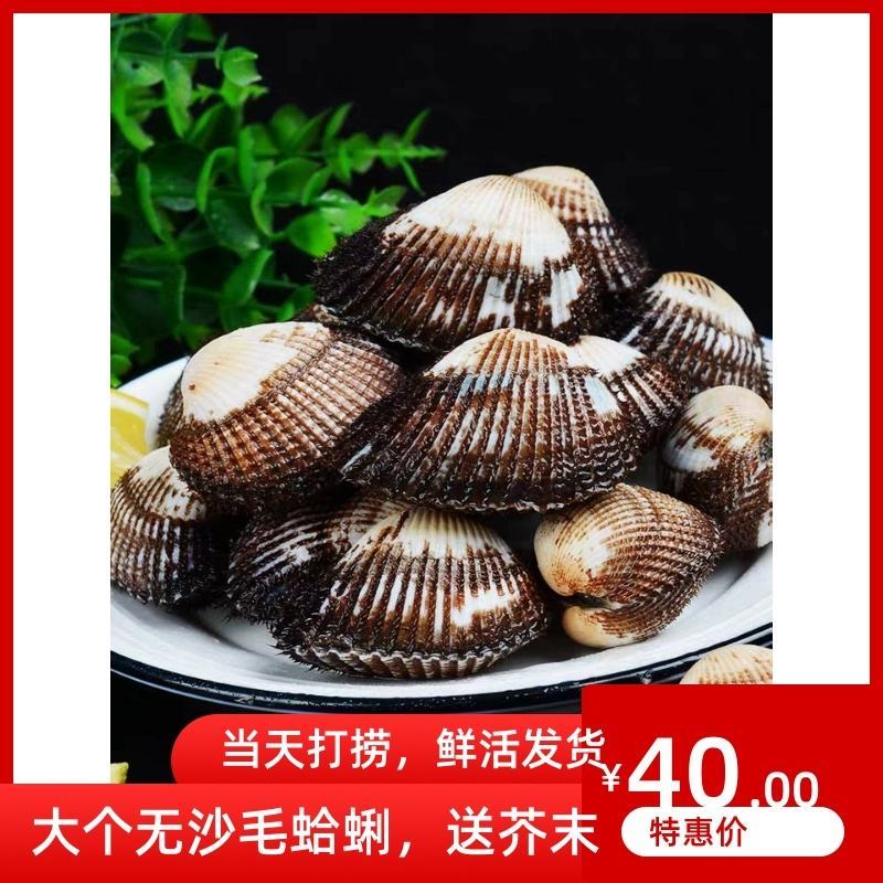 新鲜鲜活毛蛤蜊毛蚶海捕银蚶血蛤青岛海鲜贝类海鲜水产