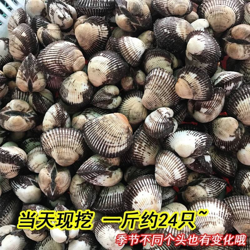 新鲜鲜活毛蛤蜊毛蚶海捕银蚶血蛤青岛海鲜贝类海鲜水产