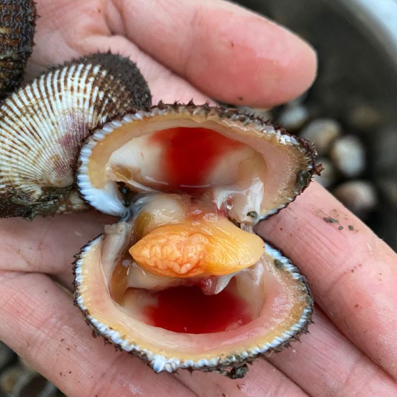 新鲜鲜活毛蛤蜊毛蚶海捕银蚶血蛤青岛海鲜贝类海鲜水产