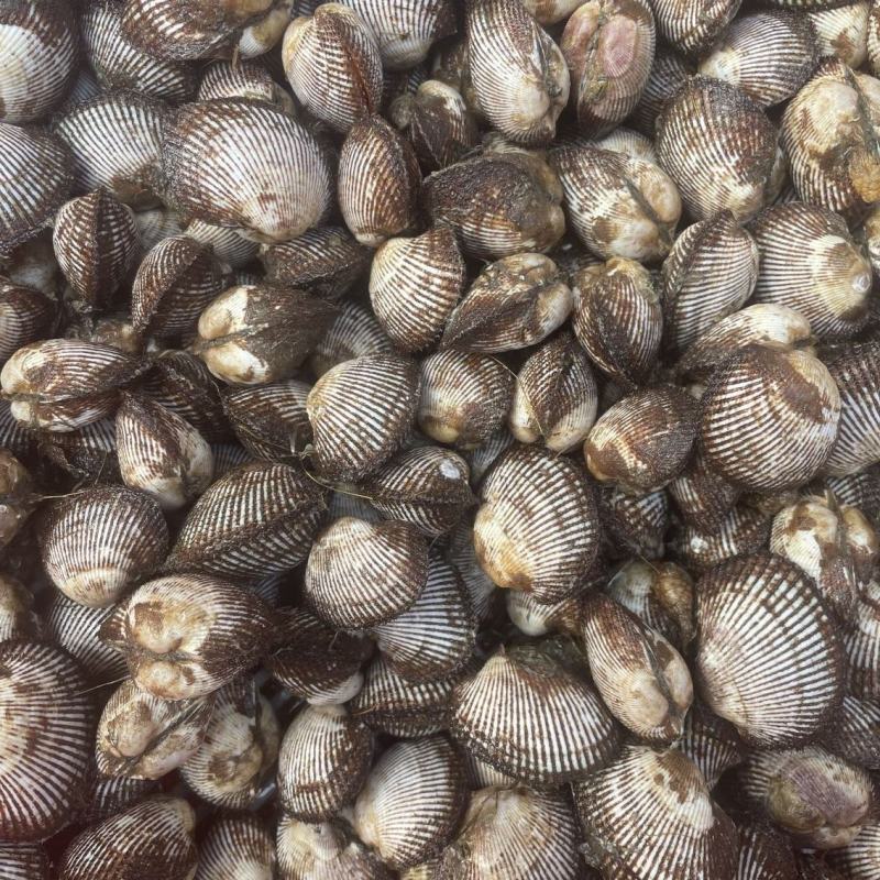 新鲜鲜活毛蛤蜊毛蚶海捕银蚶血蛤青岛海鲜贝类海鲜水产