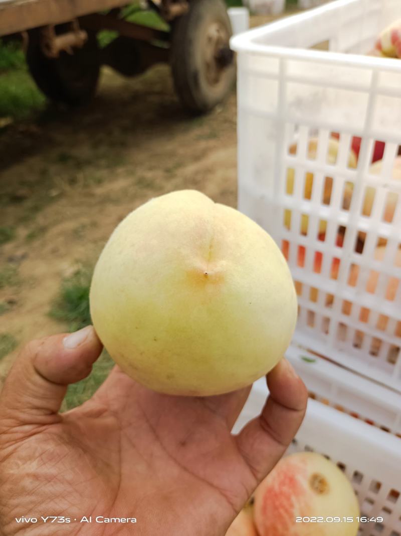 中秋，国庆红，白桃，