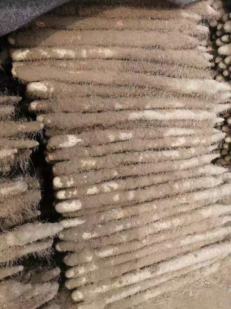 麻山药现挖现发全国发货诚信经营规格齐全